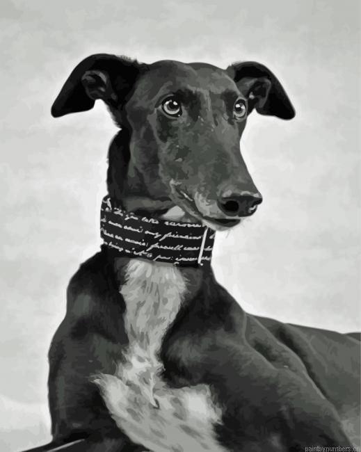 Monochrome Black Lurcher Painting By Numberss.png