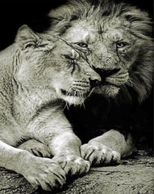 Monochrome Lion And Lioness Painting By Numbers.png