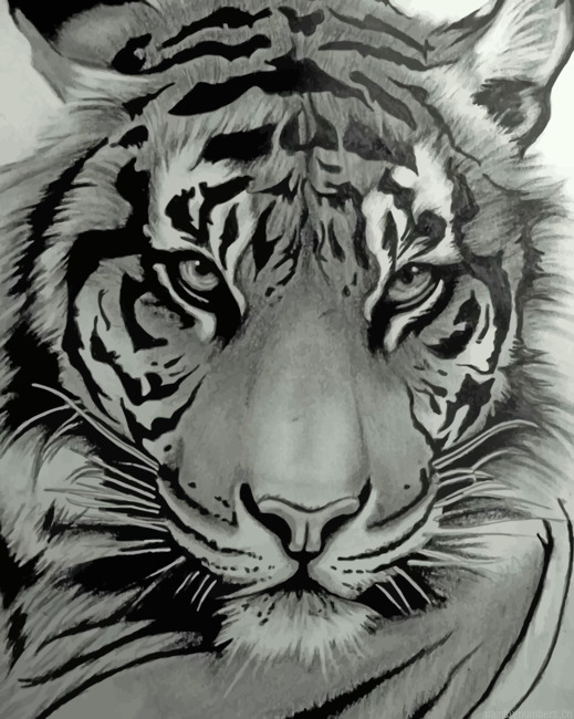 Monochrome Tiger Painting By Numbers.png