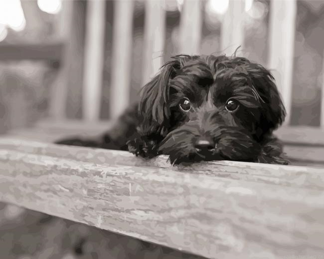 Monochrome Yorkiepoo Painting By Numberss.png