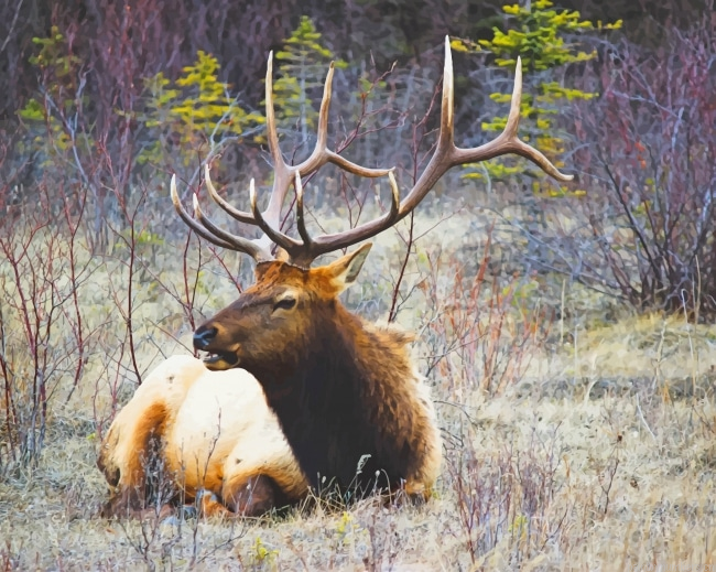 Moose Wildlife Animals Painting By Numberss.png