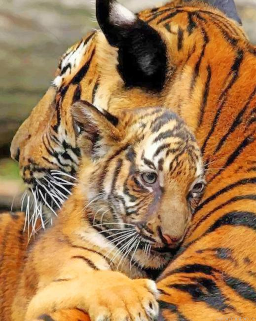 Mother And Baby Tiger Animals Painting By Numberss.png