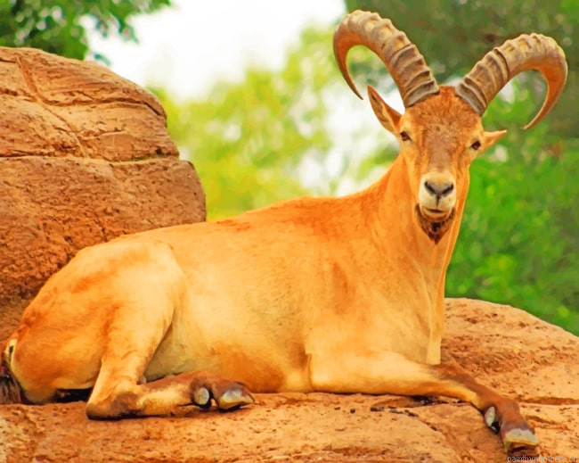 Mountains Brown Goat Animals Painting By Numberss.png