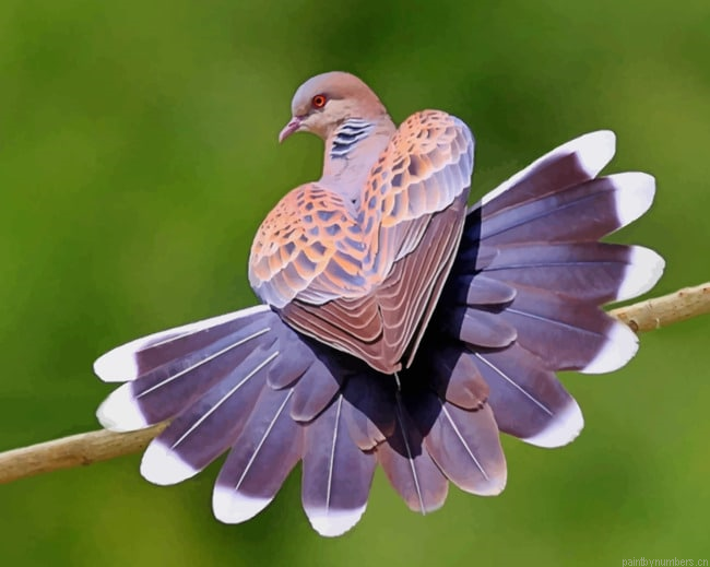 Mourning Dove Bird Painting By Numberss.png