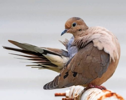 Mourning Dove Painting By Numbers.png