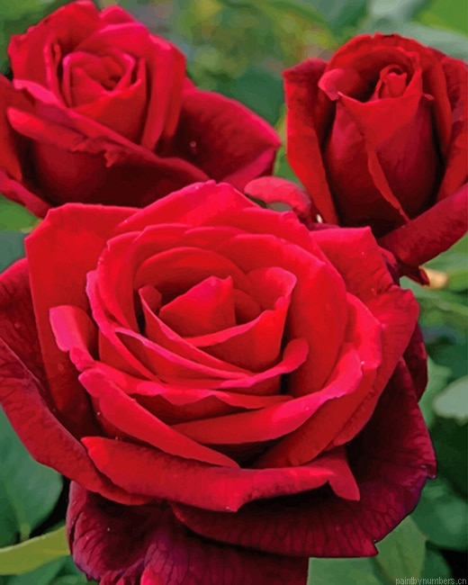 Mr Lincoln Rose Flowers Painting By Numberss.png