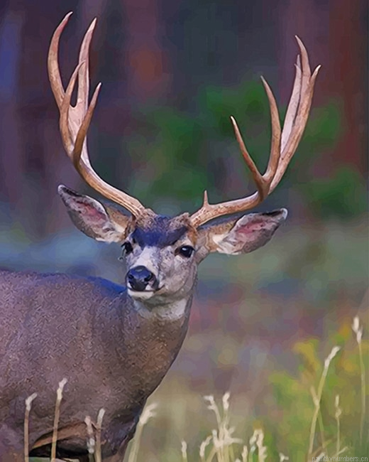 Mule Deer Animal Painting By Numberss.png