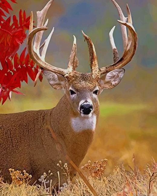 Mule Deer In Jungle Animals Painting By Numberss.png