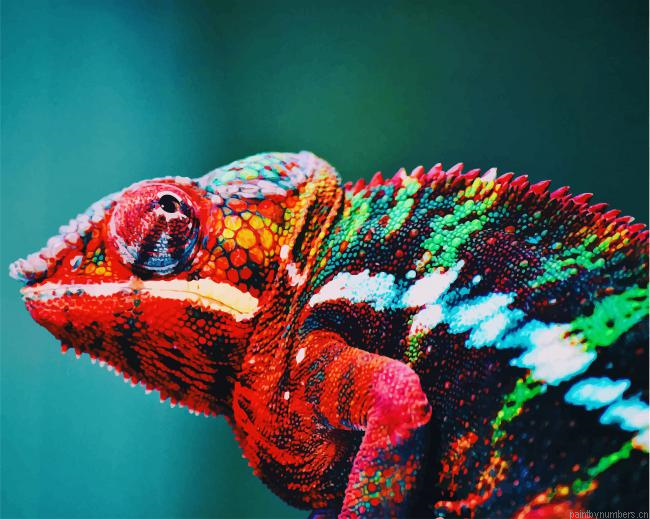 Multicolored Chameleon Reptiles Painting By Numberss.png