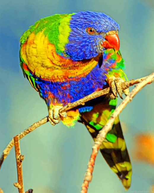 Multicolored Parrot Birds Painting By Numberss.png