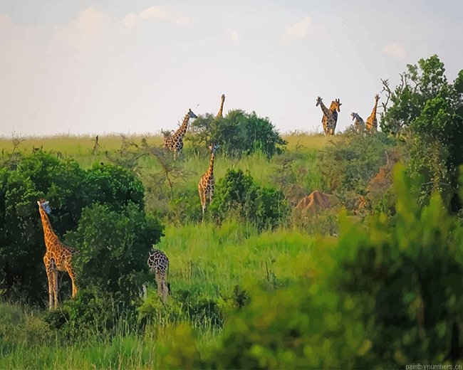 Murchison Falls National Park Uganda Painting By Numberss.png