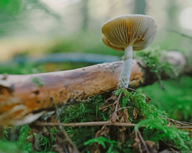 Mushroom Plant Painting By Numberss.png