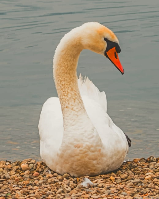 Mute Swan Duck Birds Painting By Numberss.png