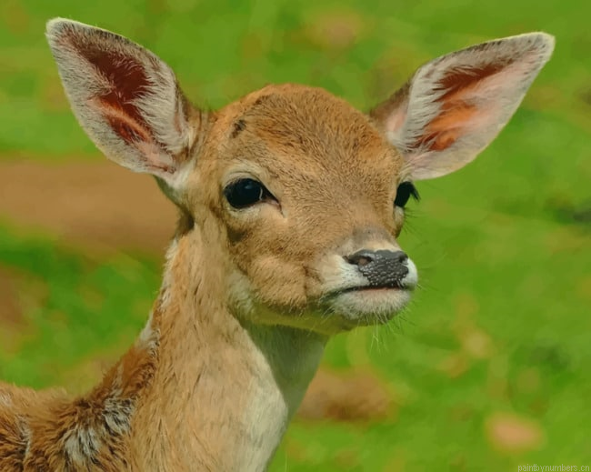 New Born Deer Animals Painting By Numberss.png