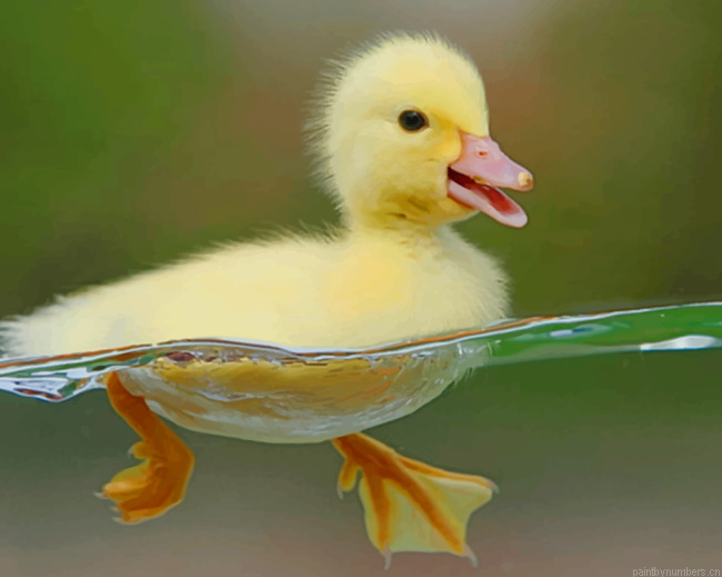 New Born Duck In Swim Birds Painting By Numberss.png