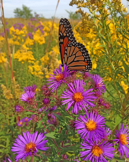 New England Aster Wild Flowers Painting By Numbers.png