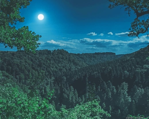 Night Forest Nature Painting By Numberss.png