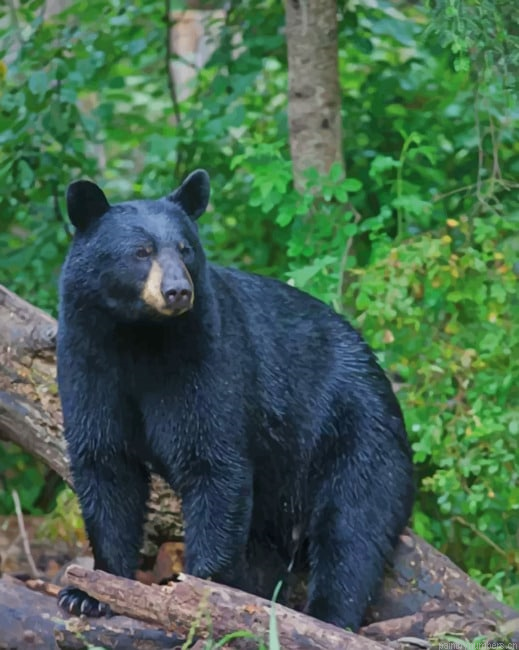 North American Black Bear Animals Painting By Numberss.png