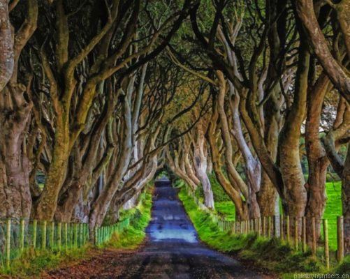 Northen Ireland Dark Hedges Painting By Numbers.png