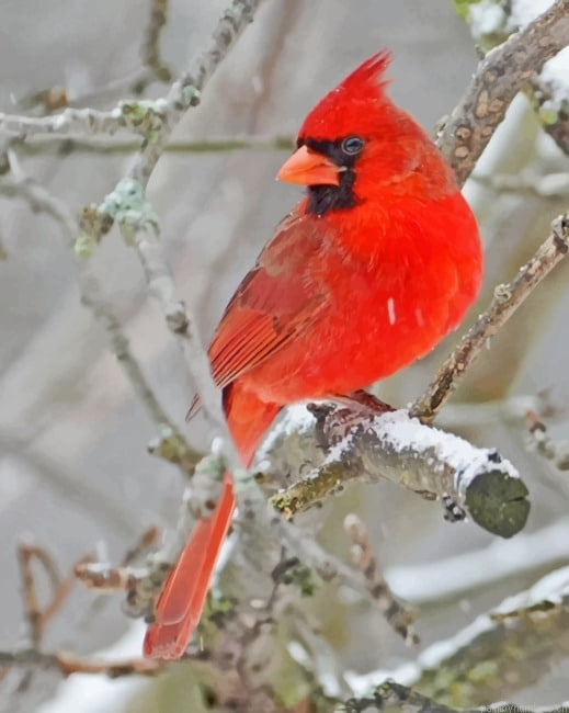 Northern Cardinal Bird On Tree Painting By Numberss.png