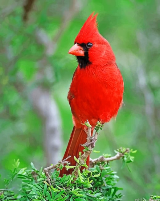 Northern Cardinal Bird Painting By Numberss.png