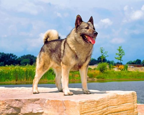 Norwegian Elkhound Dog Painting By Numbers.png