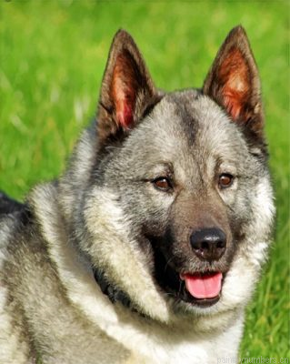 Norwegian Elkhound Painting By Numbers.png