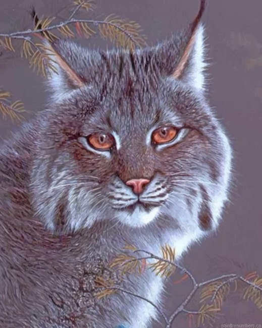 Norwegian Forest Cat Animals Painting By Numberss.png