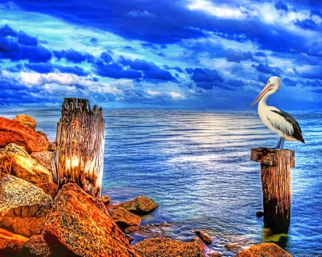 Ocean Pelican Birds Painting By Numbers.png