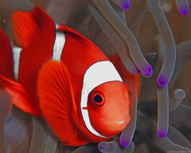 Ocellaris Clownfish Painting By Numberss.png