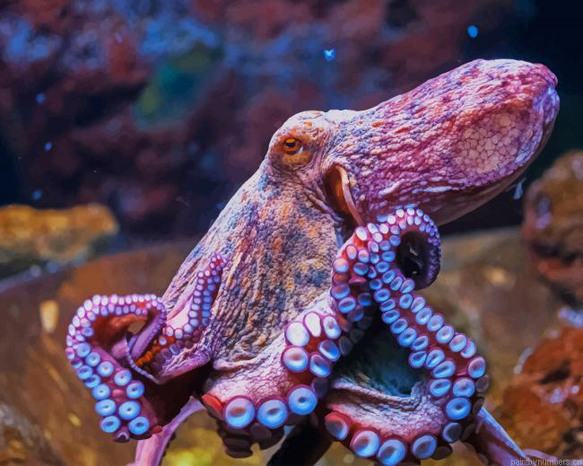 Octopus Animal Painting By Numbers.png