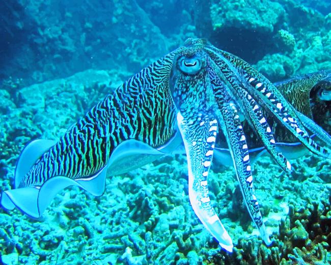 Octopus In Deep Sea Painting By Numberss.png