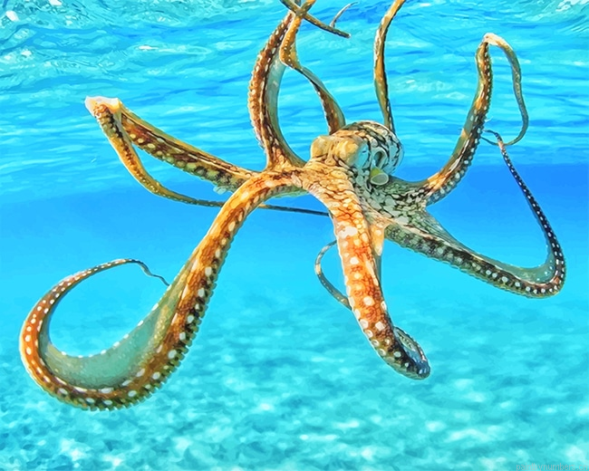 Octopus In The Ocean Animals Painting By Numberss.png