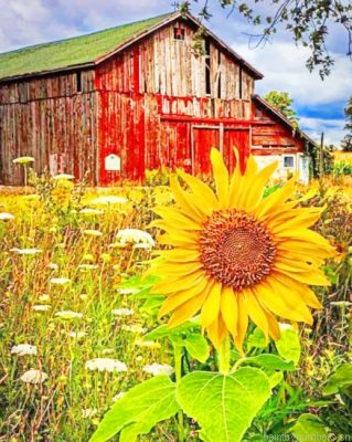 Old Barn And Sunflowers Painting By Numberss.png