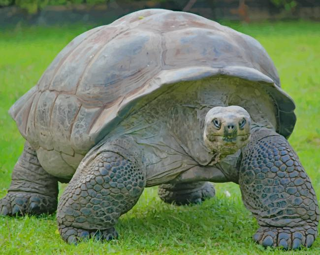Old Big Turtle On Green Grass New Painting By Numberss.png