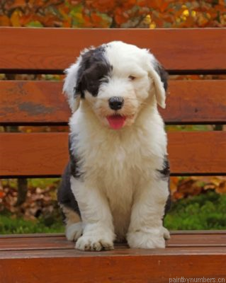 Old English Sheepdog Painting By Numbers.png