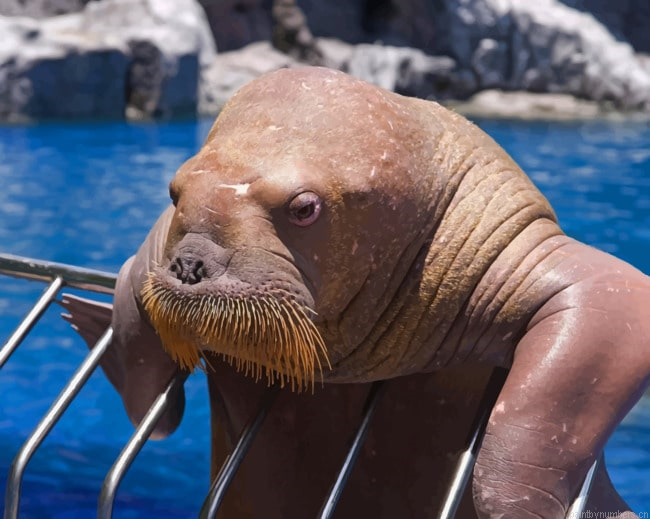 Old Walrus In Zoo Animals Painting By Numberss.png