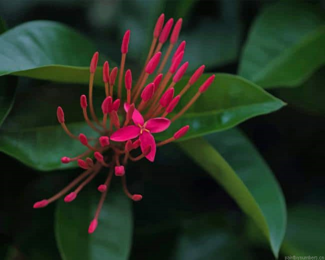 Open Jungle Flower Painting By Numberss.png