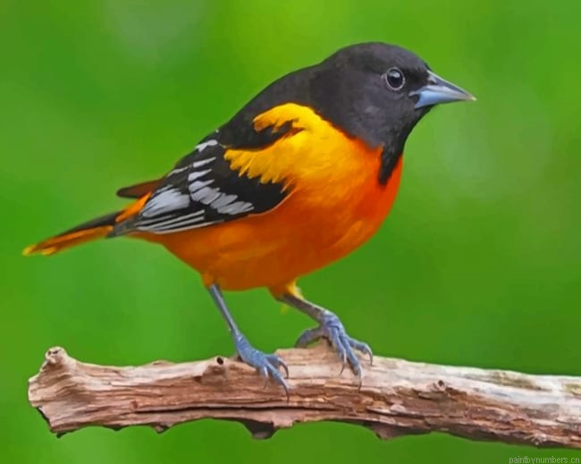 Orange And Black Bird Painting By Numberss.png