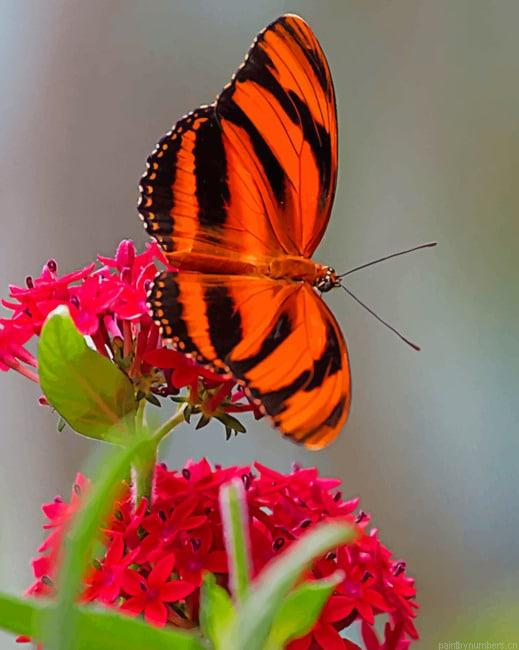 Orange And Black Butterfly Insects Painting By Numberss.png