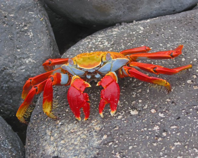 Orange And Red Crab Painting By Numberss.png