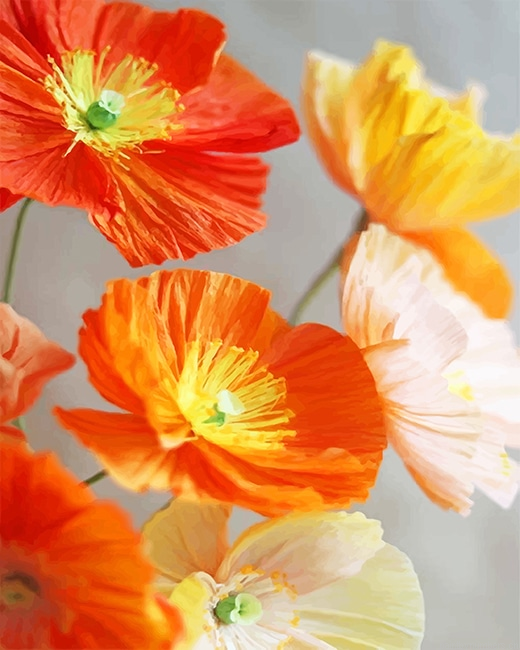 Orange And Yellow Poppies Flowers Painting By Numberss.png