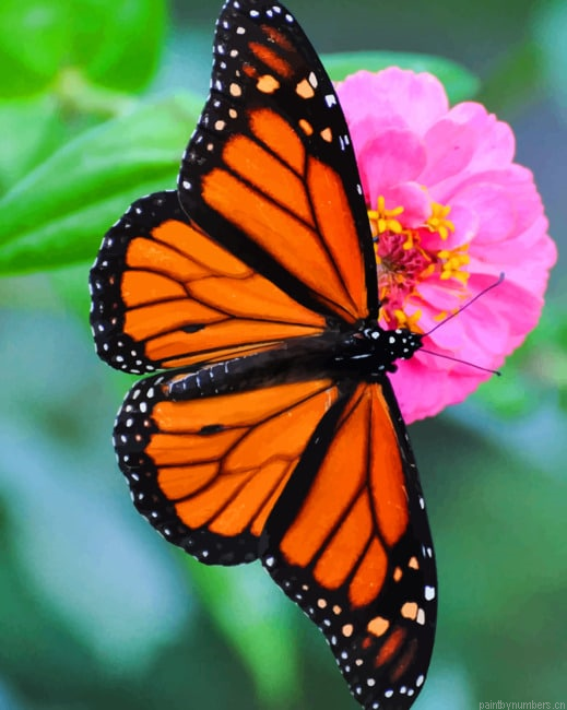 Orange Black Butterfly Insects Painting By Numberss.png