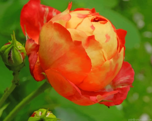 Orange Blossom Rose Flowers Painting By Numberss.png