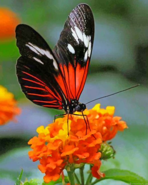 Orange Butterfly Black Wings Insects Painting By Numberss.png