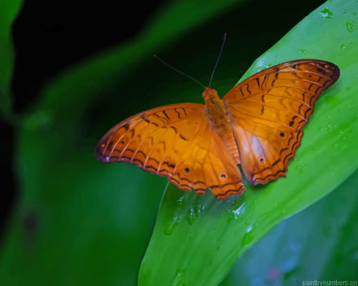 Orange Butterfly On Leaf Insects Painting By Numberss.png