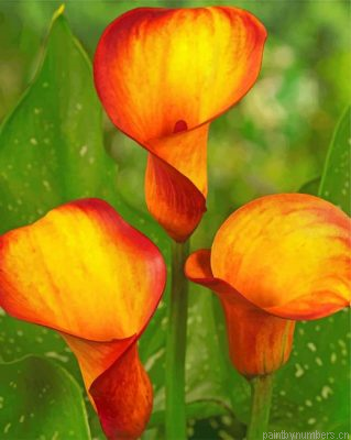 Orange Calla Lily Painting By Numbers.png
