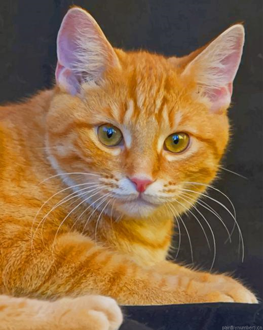 Orange Cat Animals Painting By Numberss.png
