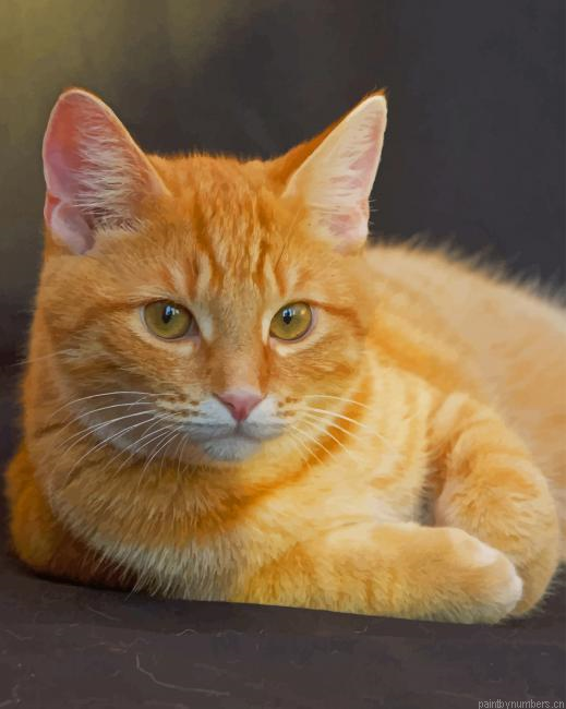 Orange Cat With Green Eyes Animals Painting By Numberss.png