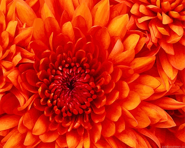 Orange Chrysanthemum Flowers Painting By Numberss.png